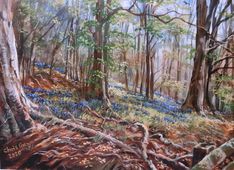 Bluebells and branches in Siccaridge Woods